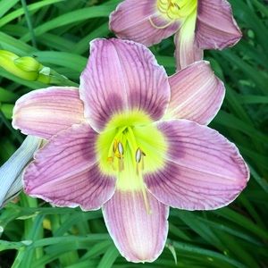 Meet your Posher, Trish